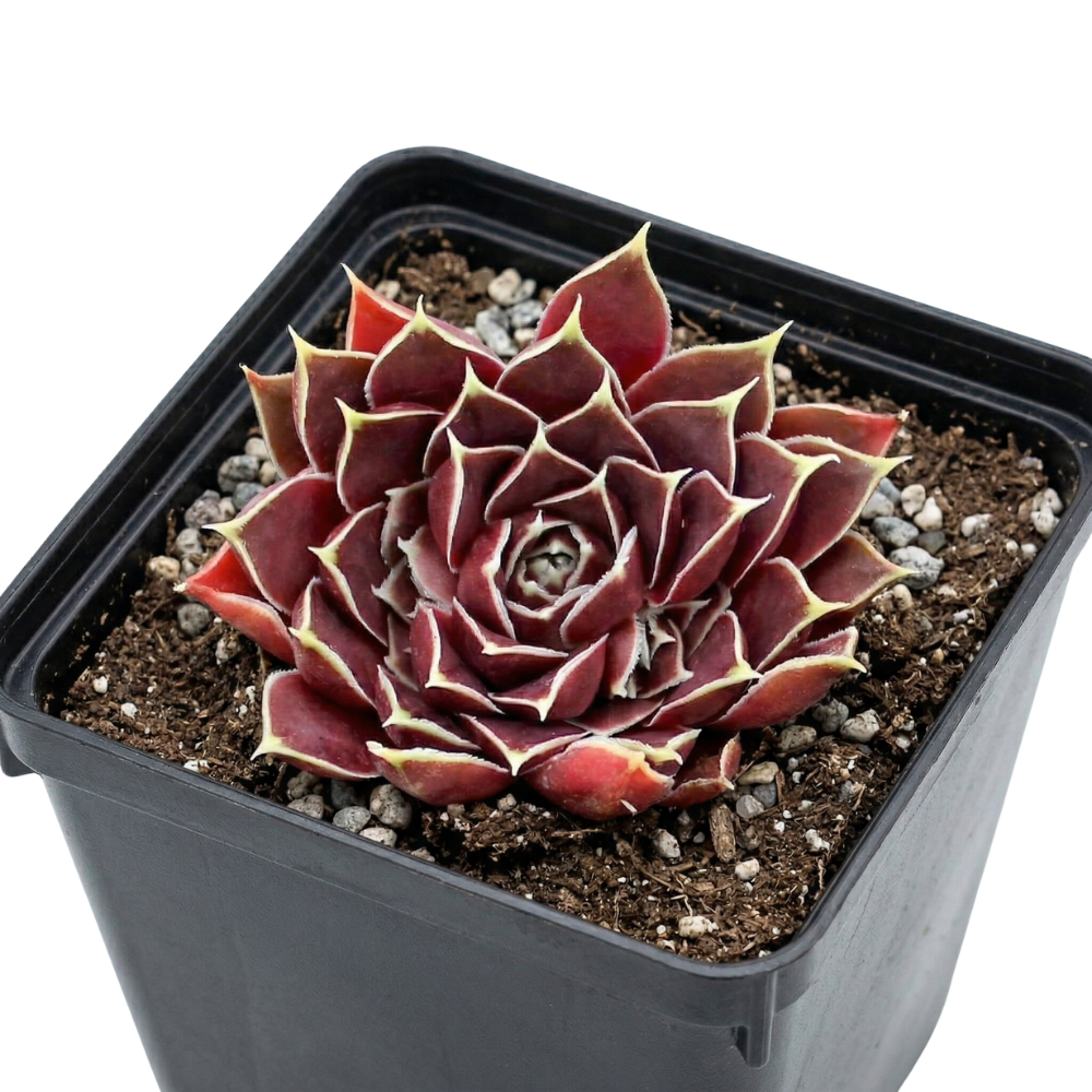 Sempervivum heuffelii 'Giuseppi Spiny' in a plastic pot, green succulents, indoor succulents, succulent care guide, buy succulents online