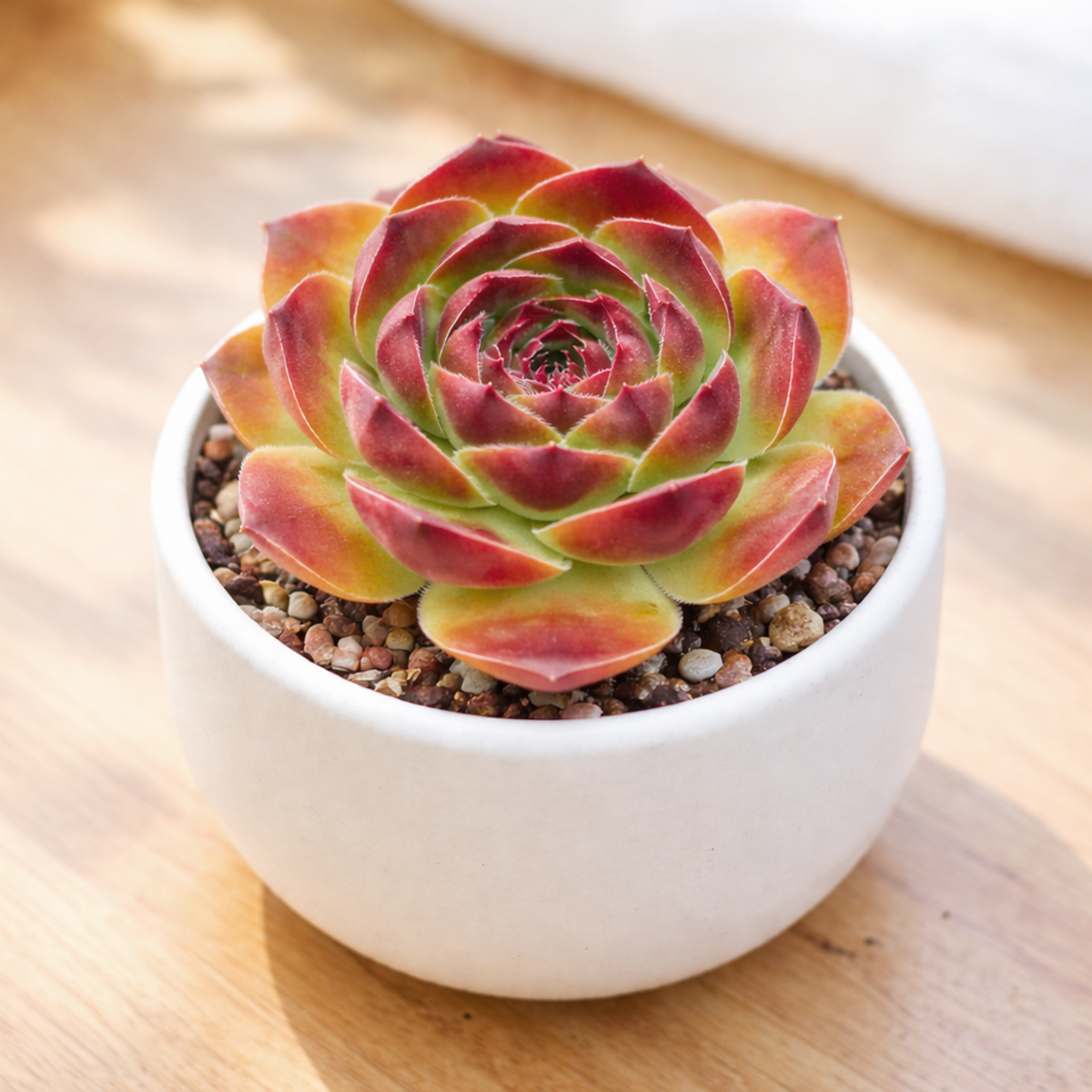 2 inch Sempervivum heuffelii 'Gold Bug', green succulents, indoor succulents, succulent care guide, buy succulents online