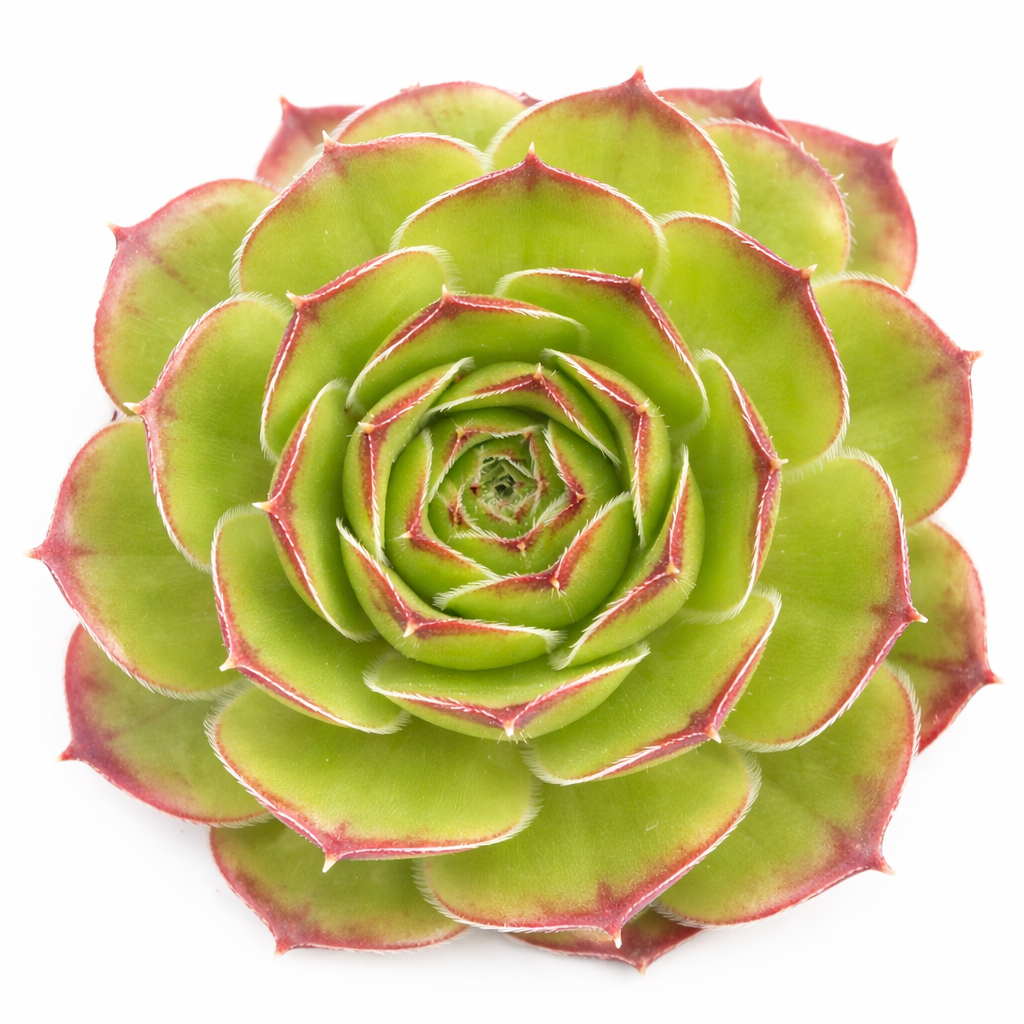 2 inch Sempervivum heuffelii 'Green Stone', purple succulents, indoor succulents, succulent care guide, buy succulents online