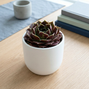 Sempervivum heuffelii 'Irene' on a white background, green succulents, indoor succulents, succulent care guide, buy succulents online