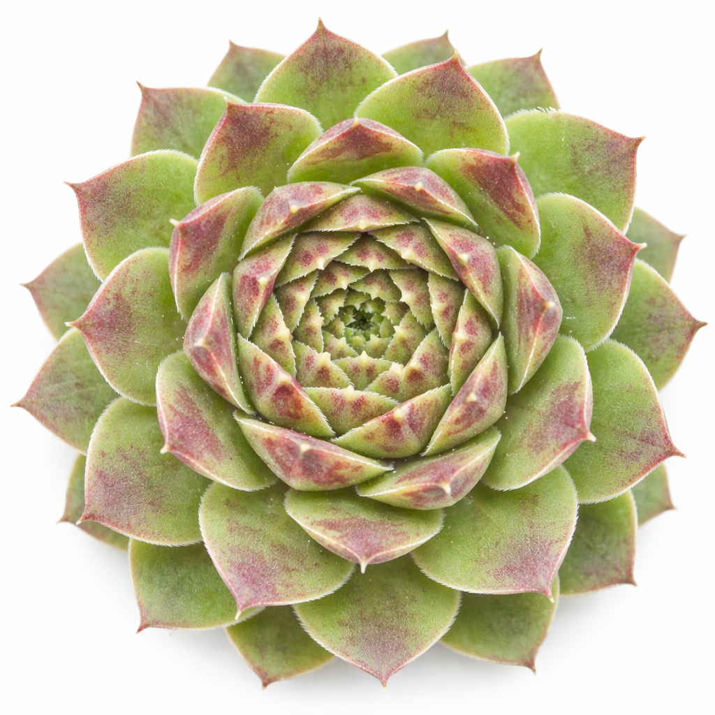 2 inch Sempervivum heuffelii 'Jakupica',  Buy succulents online, Succulent plants for sale, Succulent gifts, Growing succulents indoors, Small indoor plants