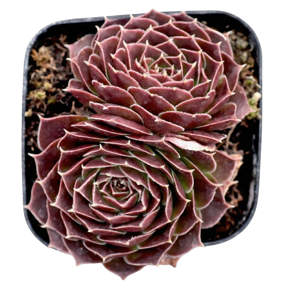2 inch Sempervivum heuffelii 'Milady', green succulents, indoor succulents, succulent care guide, buy succulents online
