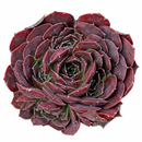 Sempervivum heuffelii 'Milady' in a clay pot, green succulents, indoor succulents, succulent care guide, buy succulents online