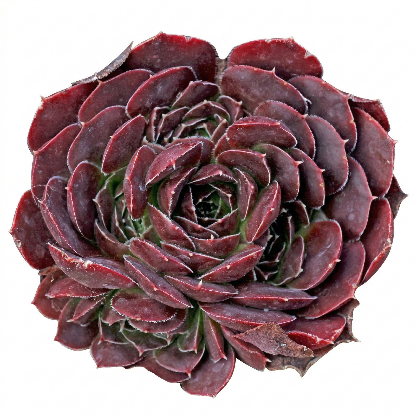 Sempervivum heuffelii 'Milady'