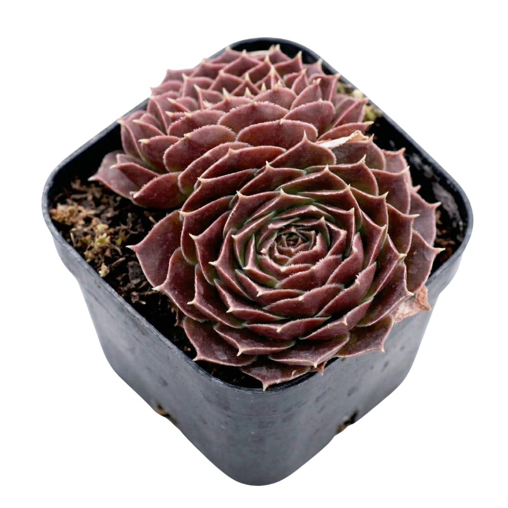 Potted Sempervivum heuffelii 'Milady', green succulents, indoor succulents, succulent care guide, buy succulents online