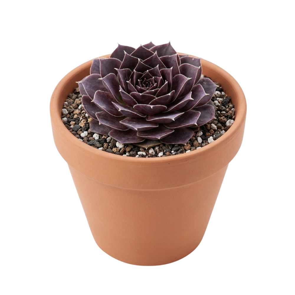 Sempervivum heuffelii 'Milady' in a clay pot, green succulents, indoor succulents, succulent care guide, buy succulents online
