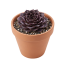 Sempervivum heuffelii 'Milady' in a clay pot, green succulents, indoor succulents, succulent care guide, buy succulents online