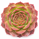 2 inch Sempervivum heuffelii 'Mystique', pink succulents, indoor succulents, succulent care guide, buy succulents online
