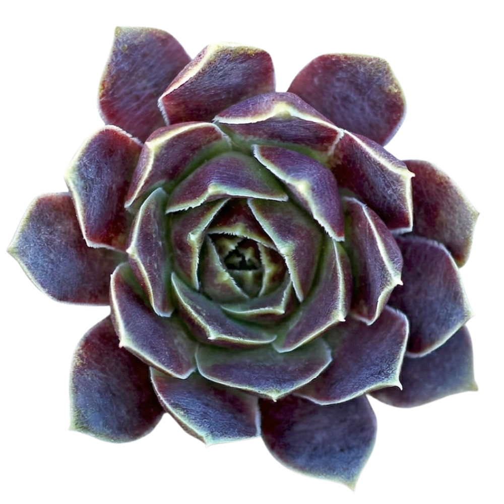 Close-up of 2 inch Sempervivum heuffelii 'Pink Skies', indoor succulents, succulent care guide, buy succulents onlinebackground