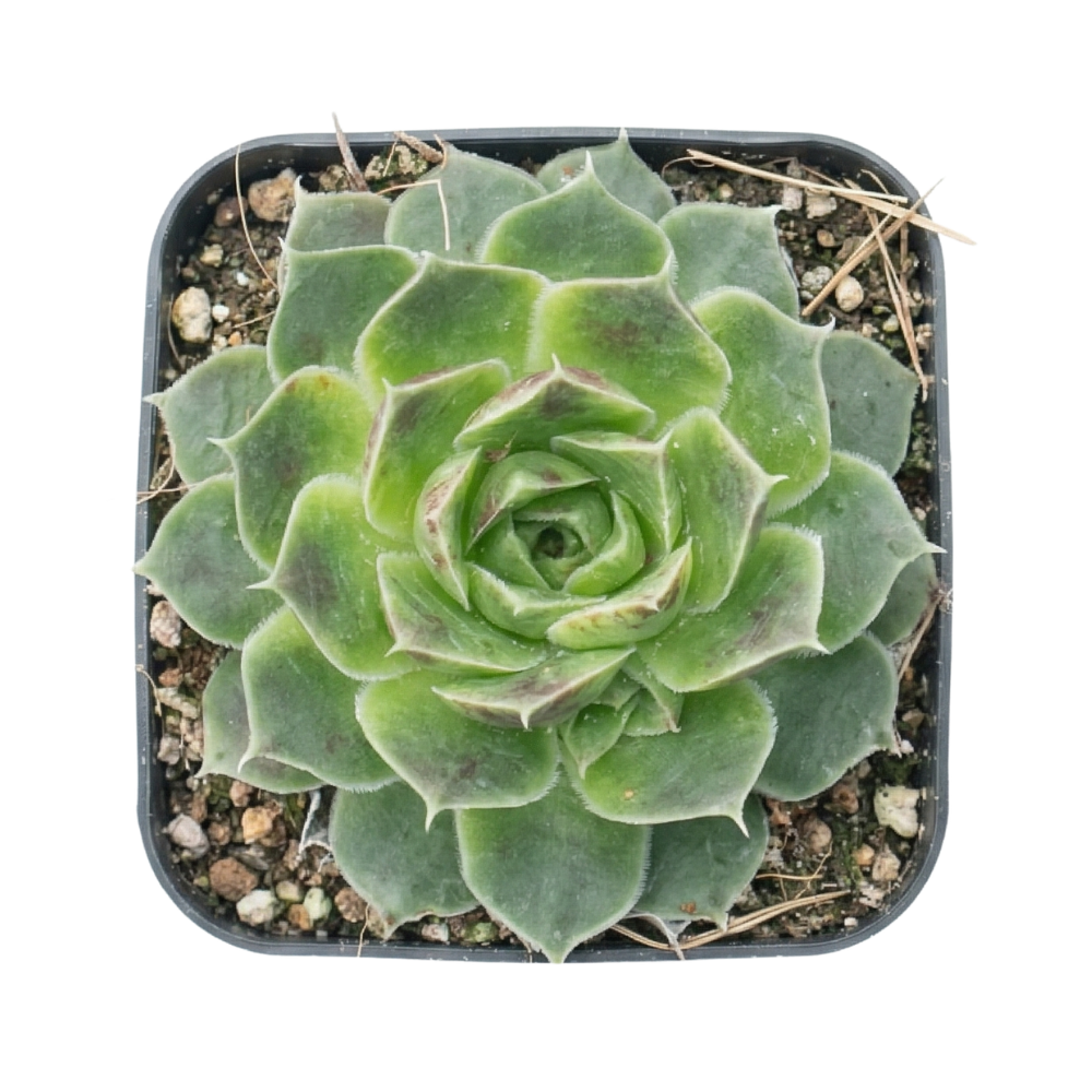 Sempervivum heuffelii 'Pink Skies' in a plastic pot, indoor succulents, succulent care guide, buy succulents onlinebackground