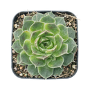 Sempervivum heuffelii 'Pink Skies' in a plastic pot, indoor succulents, succulent care guide, buy succulents onlinebackground