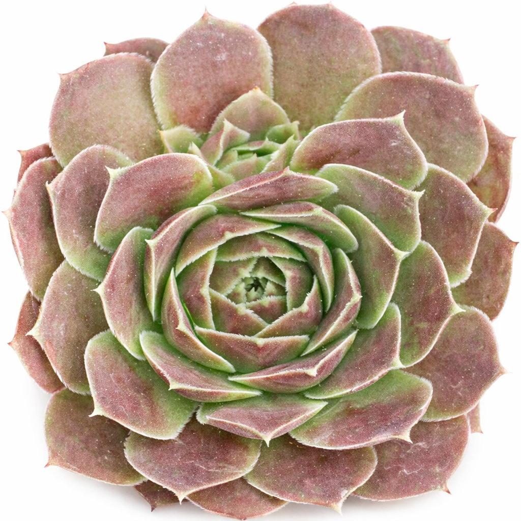2 inch Sempervivum heuffelii 'Saffarina',  indoor succulents, succulent care guide, buy succulents online