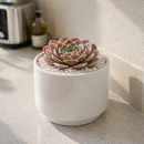2 inch Sempervivum heuffelii 'Saffarina',  indoor succulents, succulent care guide, buy succulents online