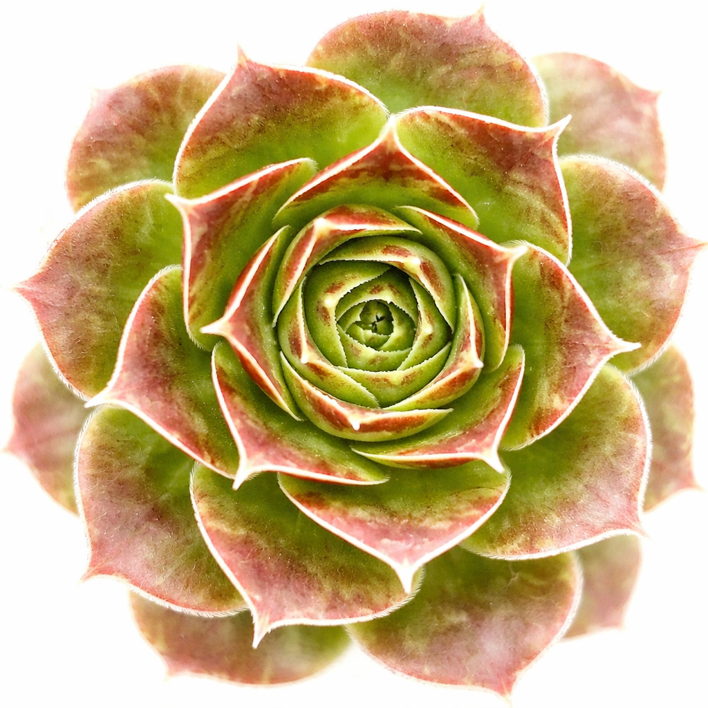 2 inch Sempervivum heuffelii 'Torrid Zone', green succulents, indoor succulents, succulent care guide, buy succulents online
