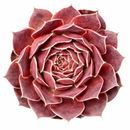Sempervivum heuffelii 'Violet' for sale, how to grow succulents, succulent plant, succulent care tips, succulent subscription, succulents garden, Succulents, Succulents shop near me, Rare succulents