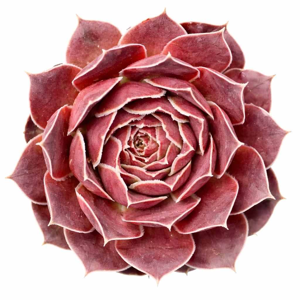 Sempervivum heuffelii 'Violet' in California, How to grow Sempervivum Sea Foam, rare succulents, rare succulents for sale, unique succulents