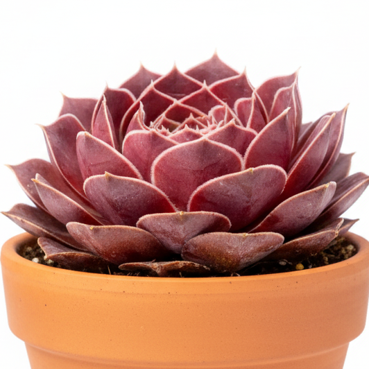 Sempervivum heuffelii 'Violet' for sale, how to grow succulents, succulent plant, succulent care tips, succulent subscription, succulents garden, Succulents, Succulents shop near me, Rare succulents