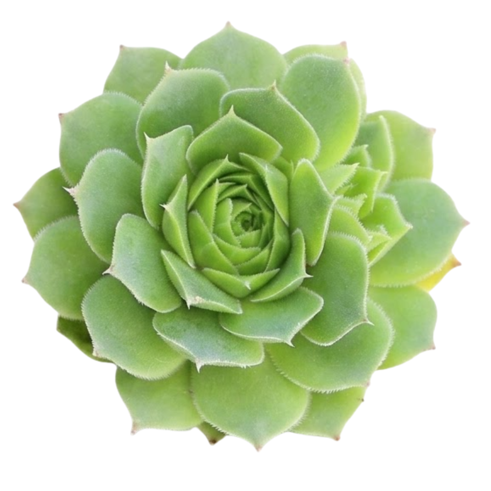 2 inch Sempervivum heuffelii 'Water Lily' on a white background, green succulents, indoor succulents, succulent care guide, buy succulents online