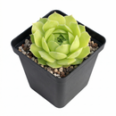 Sempervivum heuffelii 'Water Lily' in a clay pot on a white background, green succulents, indoor succulents, succulent care guide, buy succulents online