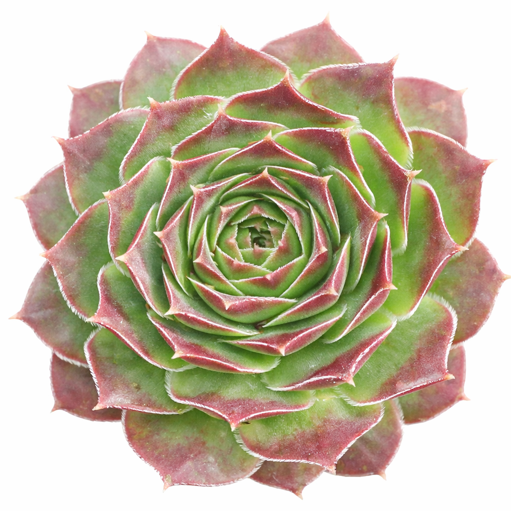 2 inch Sempervivum heuffelii 'Wotan' green succulents, indoor outdoor succulents, succulent care guide, buy succulents online