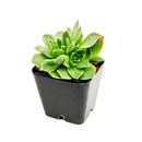 Buy succulents online, Succulent plants for sale, Succulent gifts, Growing succulents indoors, Small indoor plants