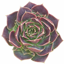 colorful succulents for sale, Decorative small plants for home, Cute desk plants, Small potted plants for office, Buy small indoor plants online