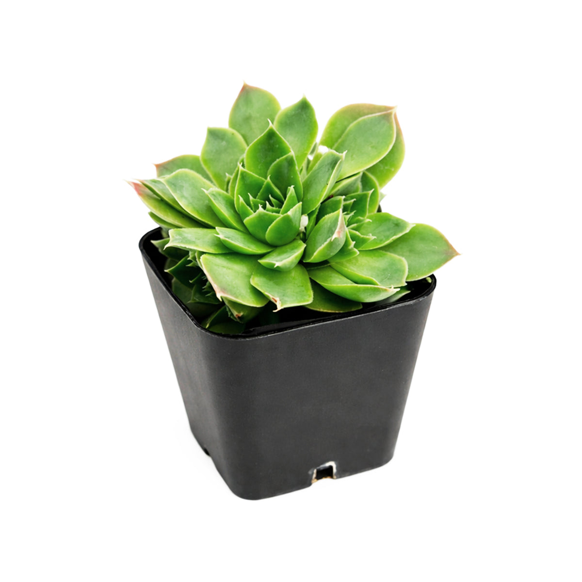 Buy succulents online, Succulent plants for sale, Succulent gifts, Growing succulents indoors, Small indoor plants