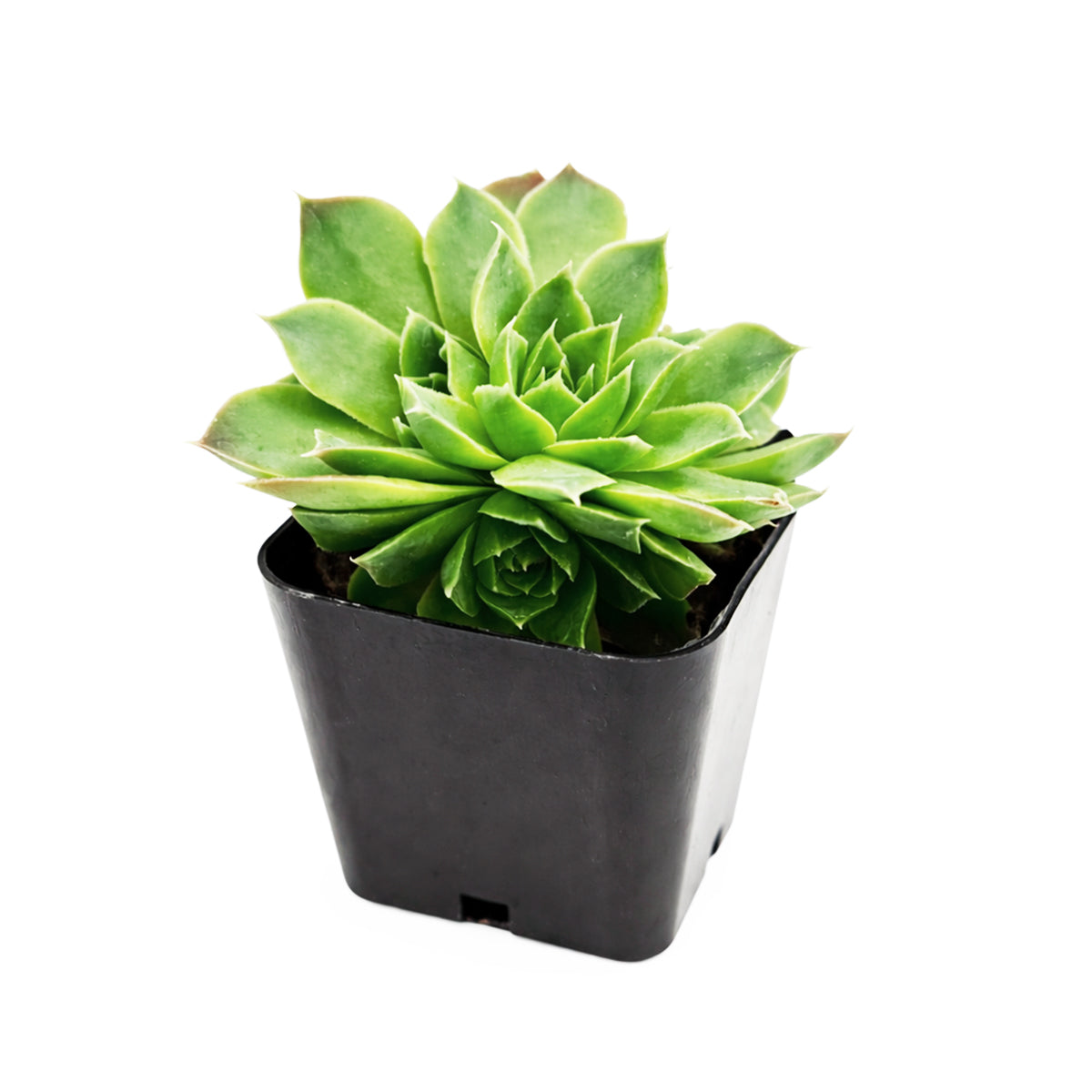 Buy succulents online, Succulent plants for sale, Succulent gifts, Growing succulents indoors, Small indoor plants