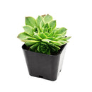 Buy succulents online, Succulent plants for sale, Succulent gifts, Growing succulents indoors, Small indoor plants