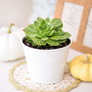 Buy succulents online, Succulent plants for sale, Succulent gifts, Growing succulents indoors, Small indoor plants