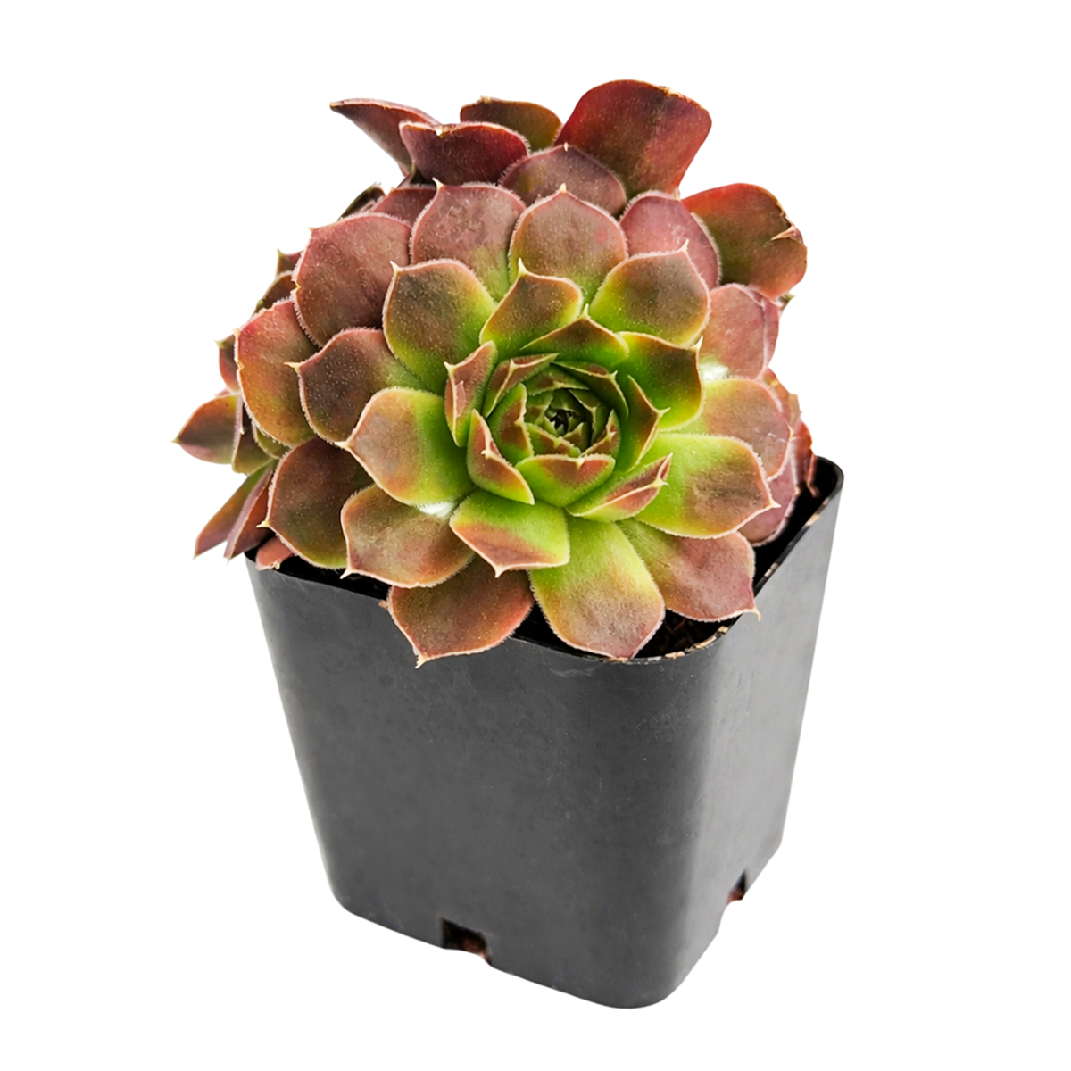 2 inch Sempervivum heuffelii 'Artemis', purple succulents, indoor succulents, succulent care guide, buy succulents online