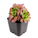 Buy Sempervivum heuffelii Artemis 2 inch succulent live plant online, winter hardy hens and chicks succulent, colorful rosette succulent with burgundy tones