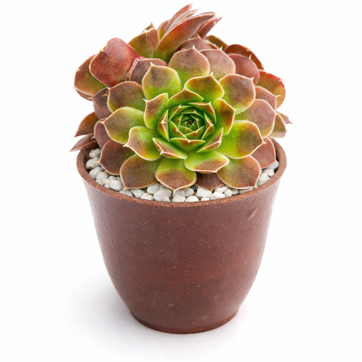 Buy Sempervivum heuffelii Artemis 2 inch succulent live plant online, collectible Sempervivum variety, colorful hens and chicks arrangement
