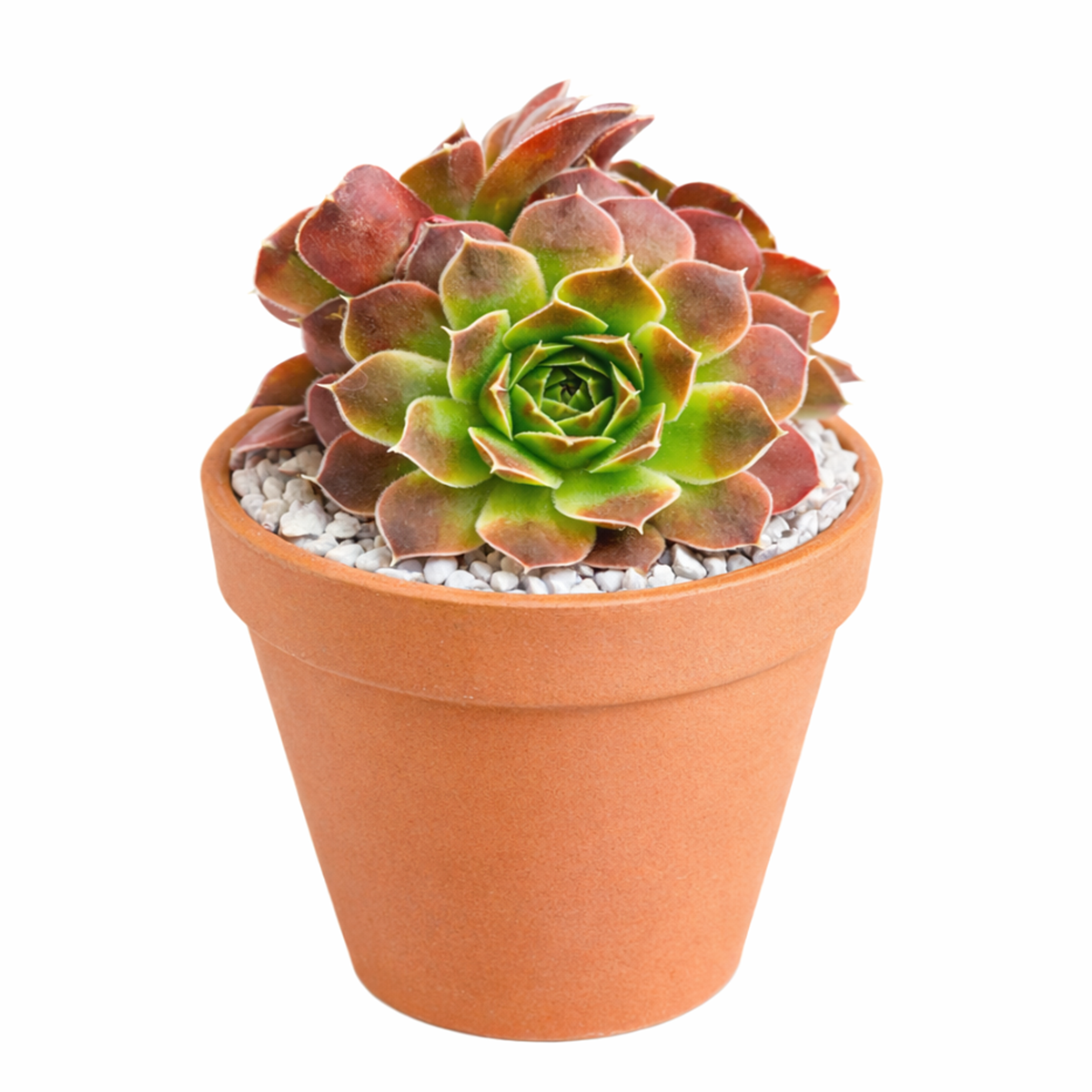 2 inch Sempervivum Artemis hens and chicks succulent for sale, easy care Sempervivum Artemis succulent, unique hardy succulent for landscaping