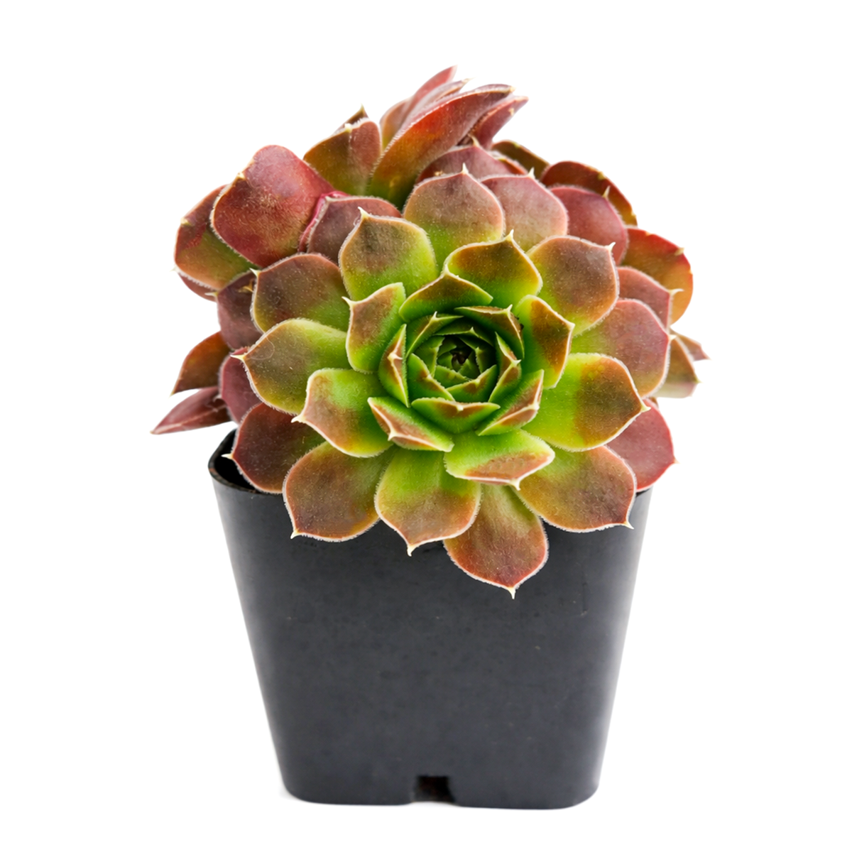 2 inch rare Sempervivum heuffelii Artemis for sale, alpine succulent for beginners, unique collector succulent cultivar