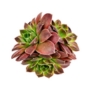 Buy Sempervivum heuffelii Artemis 2 inch succulent live plant online, winter hardy hens and chicks succulent, colorful rosette succulent with burgundy tones