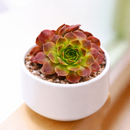 Buy Sempervivum heuffelii Artemis 2 inch succulent live plant online, winter hardy hens and chicks succulent, colorful rosette succulent with burgundy tones