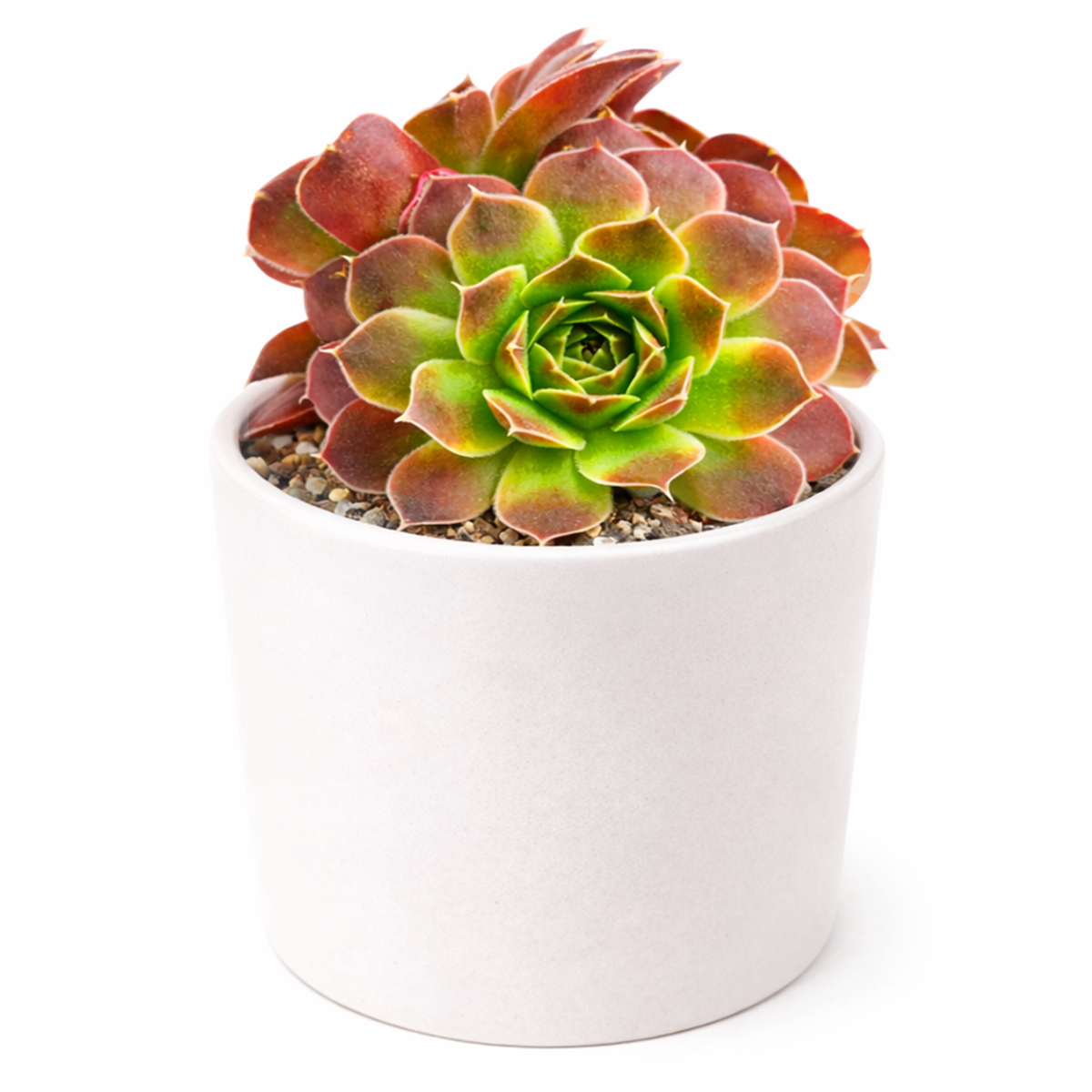 Buy Sempervivum heuffelii Artemis 2 inch succulent live plant online, winter hardy hens and chicks succulent, colorful rosette succulent with burgundy tones