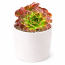 Buy Sempervivum heuffelii Artemis 2 inch succulent live plant online, winter hardy hens and chicks succulent, colorful rosette succulent with burgundy tones