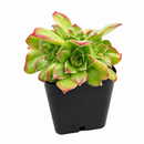 Sempervivum heuffelii 'Beatrice' for sale, how to grow succulents, succulent plant, succulent care tips, succulent subscription, succulents garden, Succulents, Succulents shop near me, Rare succulents