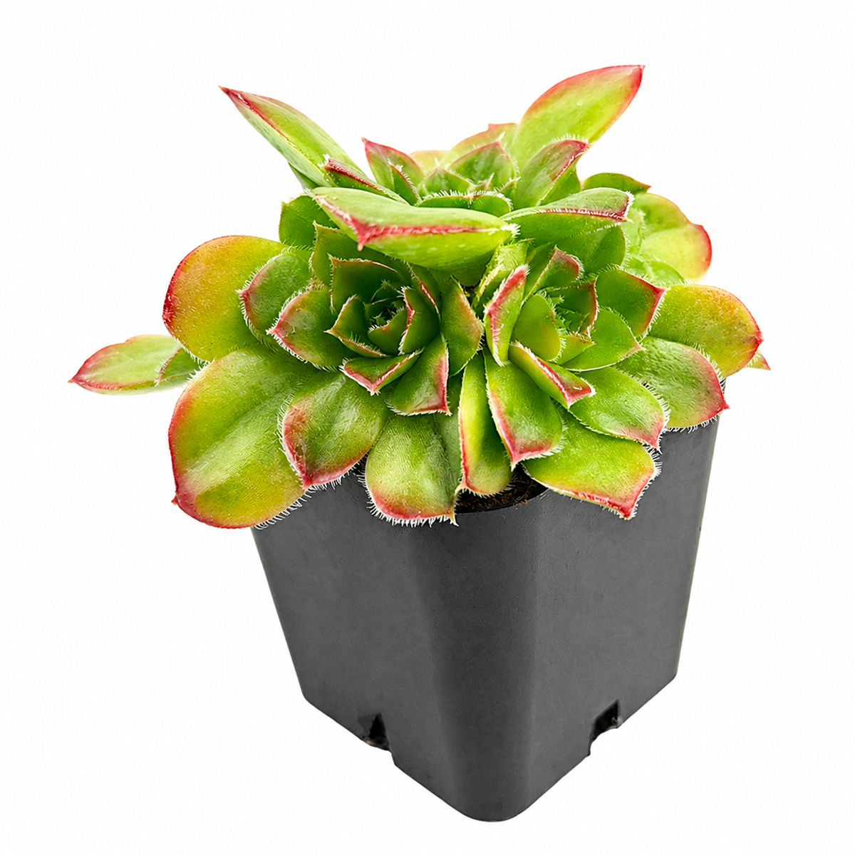 buy Sempervivum heuffelii 'Beatrice' live succulent 2 inch online, distinct central coloration, firm pointed leaves, offsets freely forming dense clumps, easy care beginner-friendly plant, bright windowsill decor, rare collector plant gift