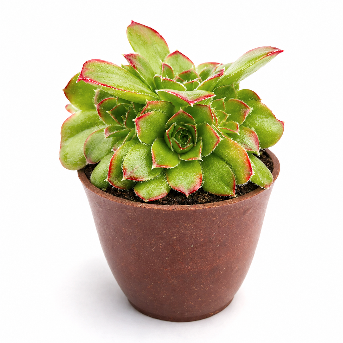 buy Sempervivum heuffelii 'Beatrice' live succulent 2 inch online, eye-catching green rosettes with deep red edges, compact and tidy appearance, monocarpic but propagates readily, well-suited for alpine gardens, tabletop greenery, charming living gift