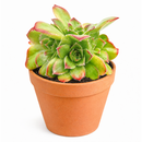 Sempervivum heuffelii 'Beatrice' for sale, how to grow succulents, succulent plant, succulent care tips, succulent subscription, succulents garden, Succulents, Succulents shop near me, Rare succulents