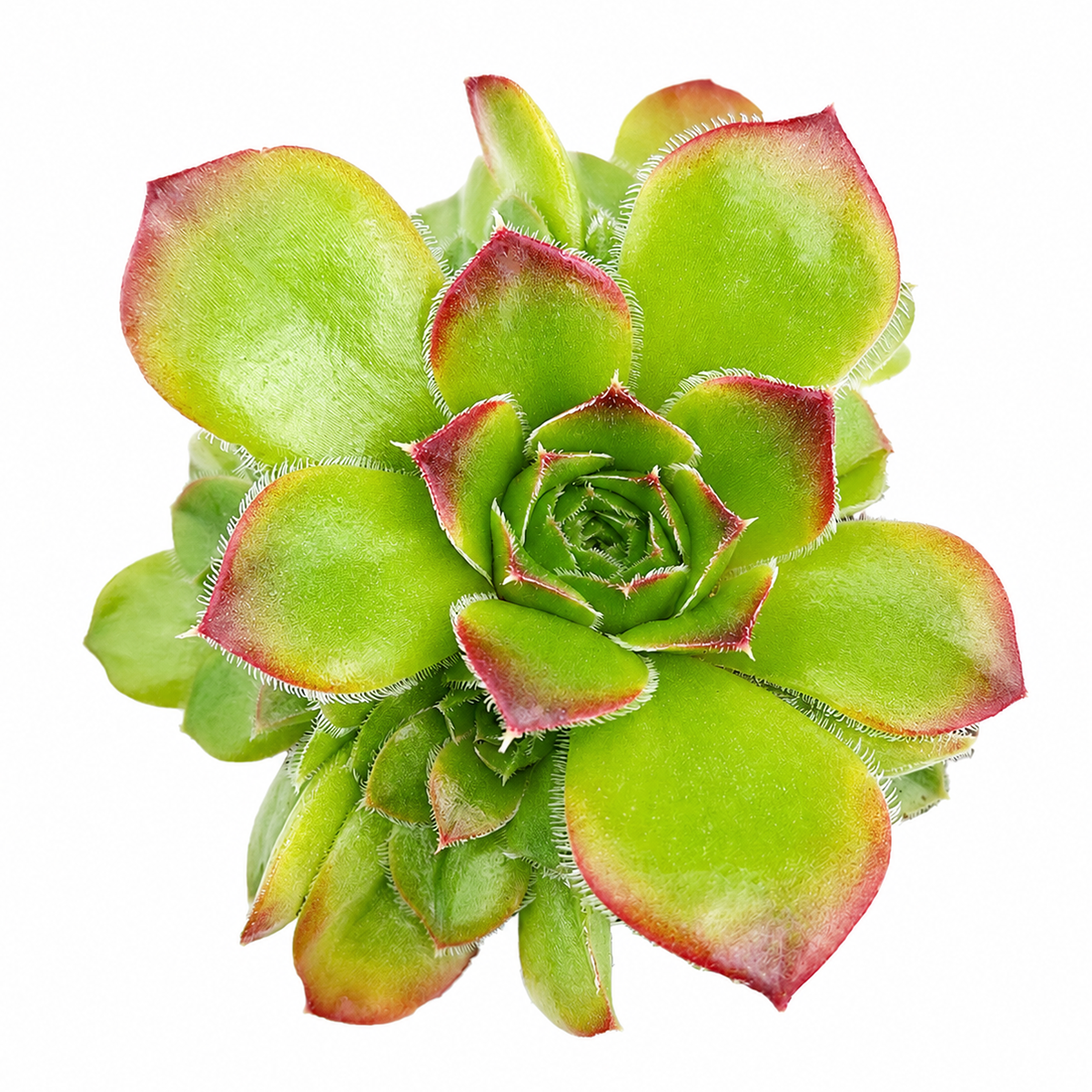 2 inch Sempervivum heuffelii 'Beatrice' live succulent for sale, small but robust plant with intricate leaf patterns, sun-loving and long-lived, perfect for container arrangements, patio container plant, hardy plant gift