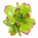Sempervivum heuffelii 'Beatrice' for sale, how to grow succulents, succulent plant, succulent care tips, succulent subscription, succulents garden, Succulents, Succulents shop near me, Rare succulents