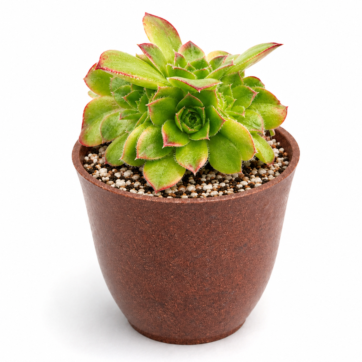 2 inch Sempervivum heuffelii 'Beatrice' live succulent for sale, beautiful green and burgundy foliage, neat rosette growth, robust and resilient, ideal for rock gardens, miniature landscape plant, thoughtful housewarming present