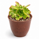Sempervivum heuffelii 'Beatrice' for sale, how to grow succulents, succulent plant, succulent care tips, succulent subscription, succulents garden, Succulents, Succulents shop near me, Rare succulents