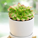 Sempervivum heuffelii 'Beatrice' for sale, how to grow succulents, succulent plant, succulent care tips, succulent subscription, succulents garden, Succulents, Succulents shop near me, Rare succulents