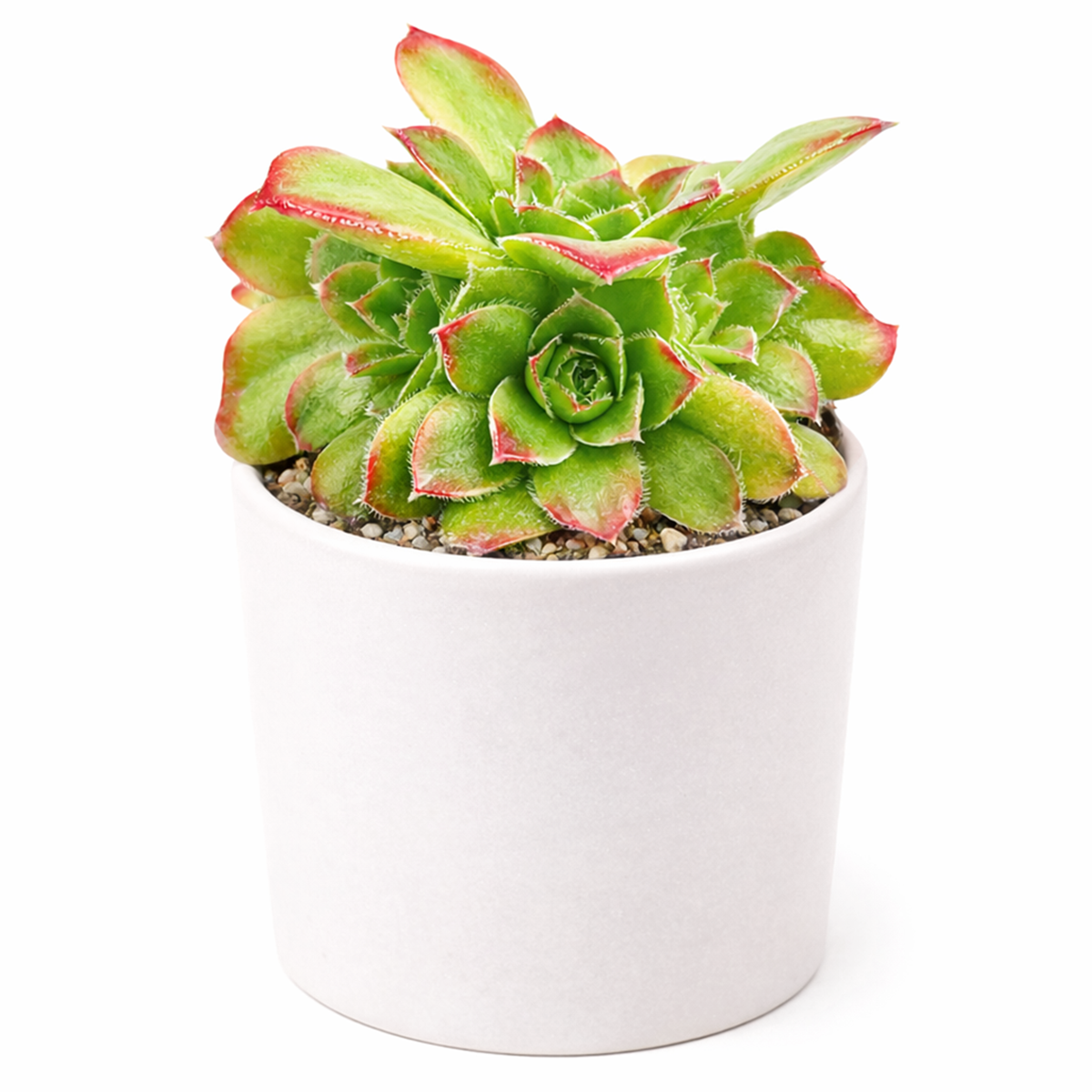 buy Sempervivum heuffelii 'Beatrice' live succulent 2 inch online, colorful plant with changing seasonal tones, thick fleshy leaves, forms a dense mat, excellent drainage required, versatile indoor plant, easy care gift for beginners