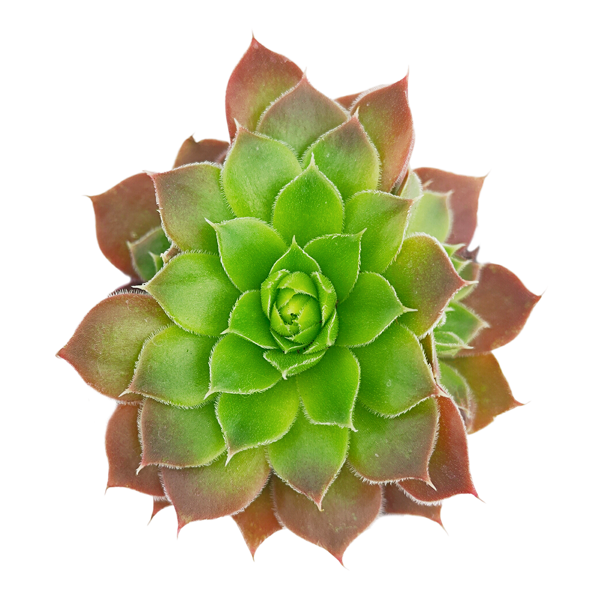 2 inch Sempervivum heuffelii 'Cherry Glow', pink succulents,  indoor succulents, succulent care guide, buy succulents online